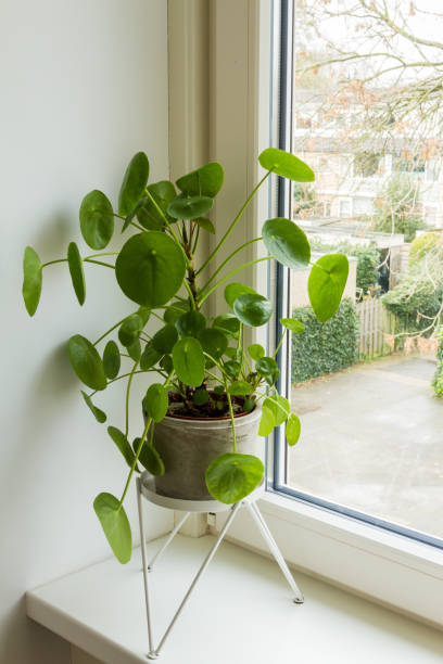 istock Pilea peperomioides, money plant. 1131171846