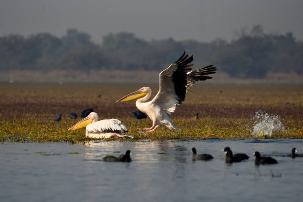 istock Pelicans in Keoladeo National Park 1131171863