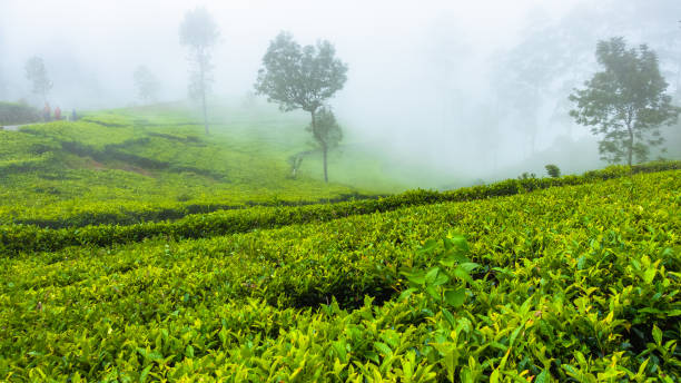 istock Tea plantation near Haputale. Sri Lanka. 1131172224