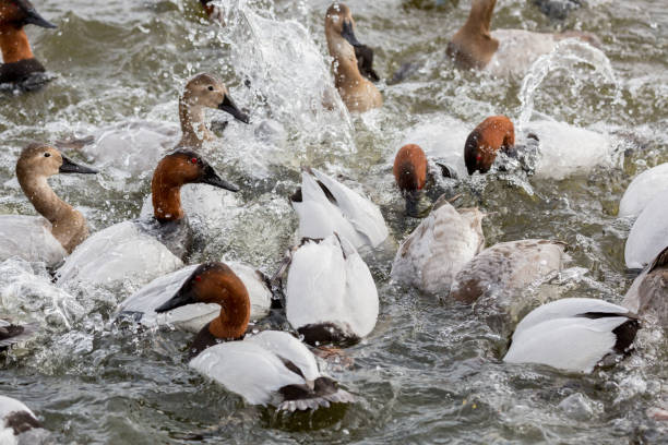 Canvasback ducks diving for corn in a feeding frenzy.