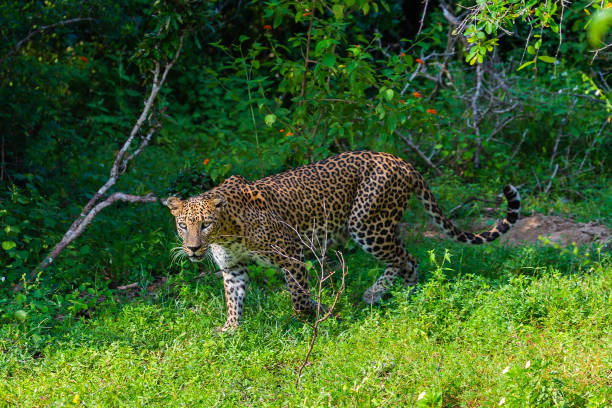 istock Wild leopard. Yala National Park. Sri Lanka. 1131172866