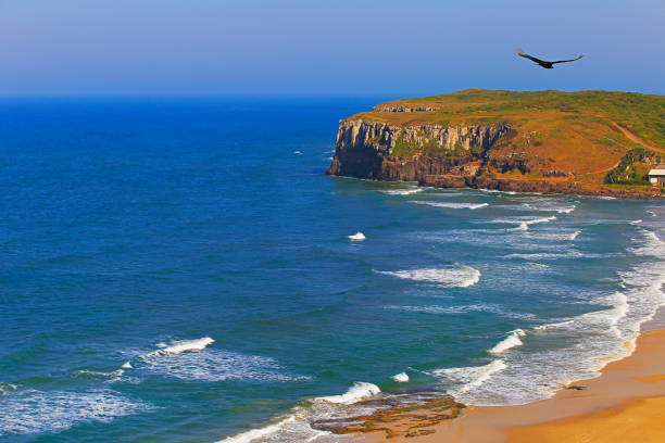 One Eagle flying above beach in Torres city with cliffs rock formations – Rio Grande do Sul, Southern Brazil
