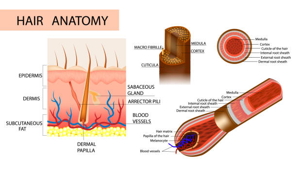 Structure of the hair. Structure of the hair.  Anatomical illustration of hair bulb and hair follicle. Detailed medical illustration. papilla stock illustrations