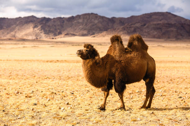 istock Camel in the steppes of Mongolia. 1131173461