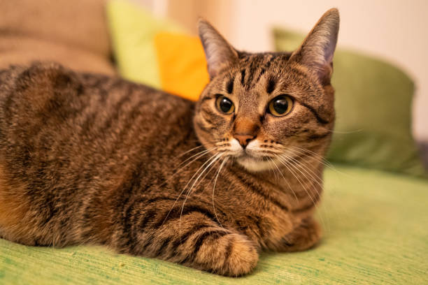 istock Domestic cat at home 1131174389