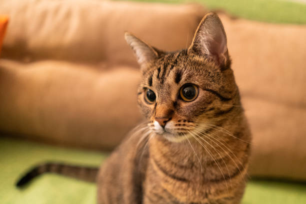 istock Domestic cat at home 1131174462