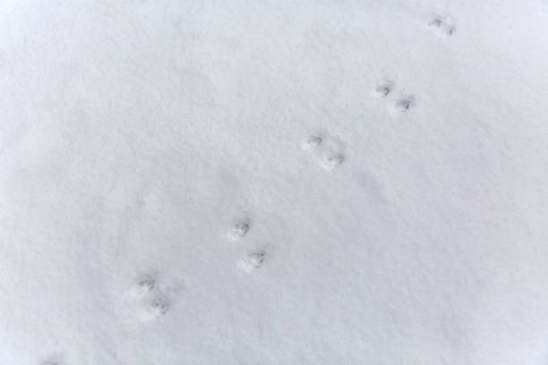 istock A single animals foot prints in the snow 1131174624