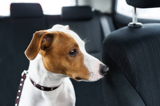 istock Cute dog sit in the car on the front seat. 1131174704