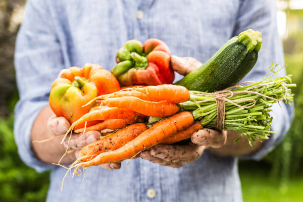 istock Fresh wet vegetables in gardener's hands - spring 1131174961