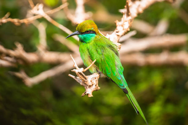 istock Green bee eater. Yala National Park. Sri Lanka. 1131176718