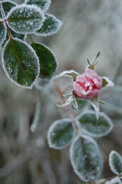 istock A rose bud and rose leaves with rime ice. 1131176885