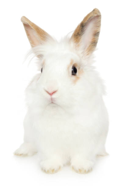 istock Portrait of a young Rabbit on a white background 1131177069
