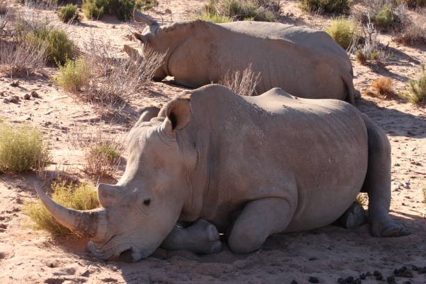 istock South African safari 1131177532