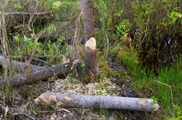 Photo fragments of gnawed damaged cut down beavers aspen trees in the swampy area during the day.