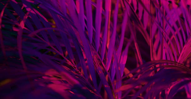 istock Tropical blurred leaf forest glow in the black light background. High contrast. 1131178892