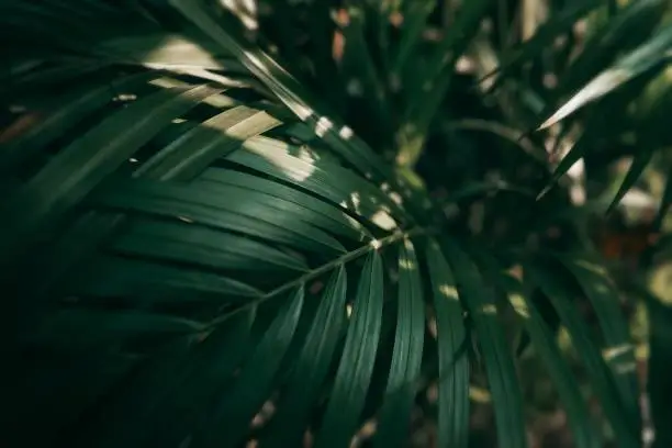 Photo of Blurred Tropical green leaf in dark tone.