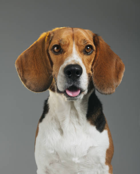 입 오픈 회색 배경에 비글 강아지의 스튜디오 초상화 - loyalty dog waist up studio shot 뉴스 사진 이미지