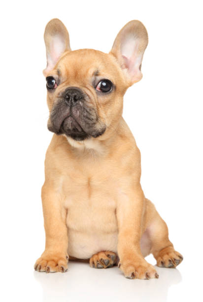 istock French Bulldog puppy sits on white background 1131179933