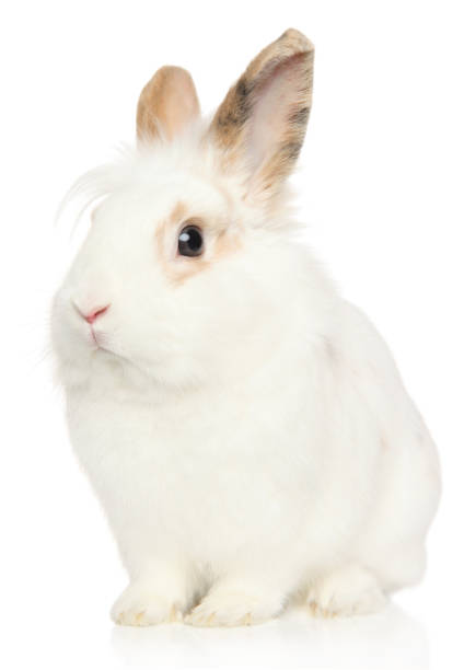 istock Portrait of a young Rabbit on a white background 1131179979