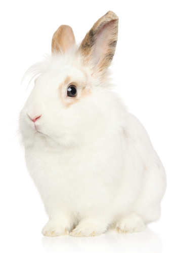 Jkhgn Portrait Of A Young Rabbit On A White Background Stock Photo - Download ...