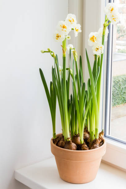 istock White narcissus in ceramic pot. Spring en Easter flowers. 1131180022