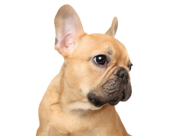 istock French bulldog puppy looking sideway 1131180138