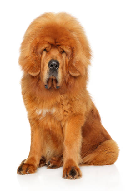 젊은 티베트 mastiff 빨간 개에 화이트 - tibetan mastiff 뉴스 사진 이미지