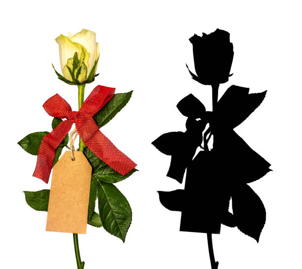 White rose flower on stem with leaves, label and red bow isolated on white background with black alpha mask