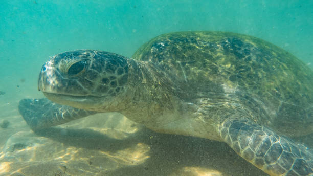 istock Sea turtle. Hikkaduwa, Sri Lanka. 1131180412