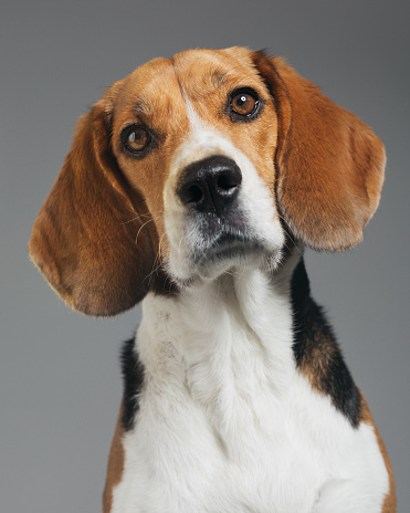 Studio portrait of a purebred Beagle dog. Pet animal is staring with concentrated expression. Dog is against gray background. Vertical studio photography from a DSLR camera. Sharp focus on eyes.