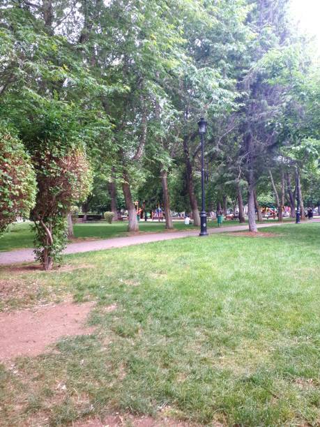 istock Trees and Grass in the Park 1131180746