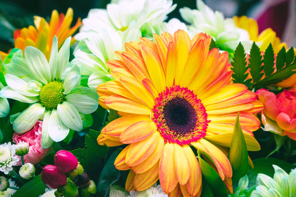 istock Bouquet of white and orange gerberas 1131182189