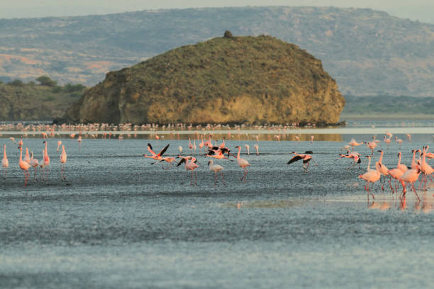 istock Lake Natron and Lesser flamingos 1131182541