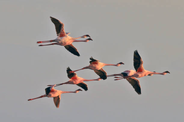 istock Lake Natron and Lesser flamingos 1131182595