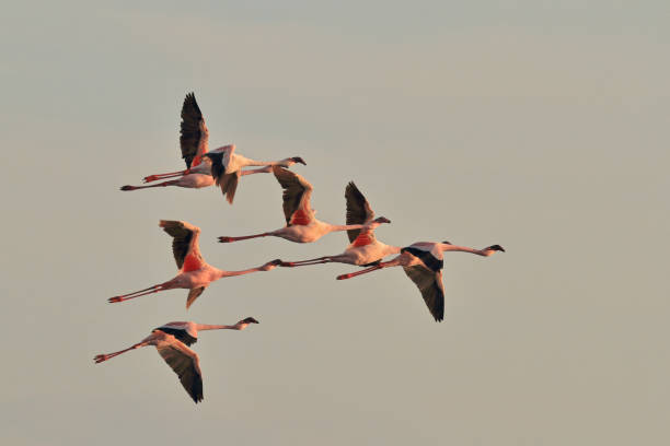 istock Lake Natron and Lesser flamingos 1131182643