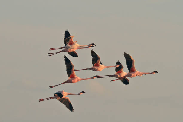 istock Lake Natron and Lesser flamingos 1131182854