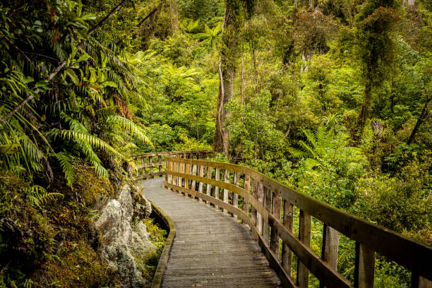 Boardwalk in the rainforest