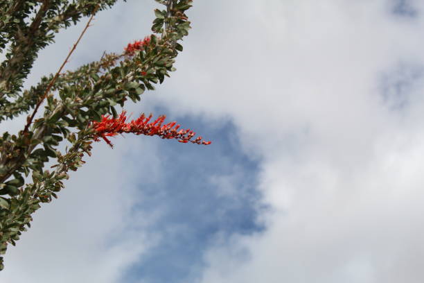 istock OCOTILLO OBSERVATIONS - JOSHUA TREE NATIONAL PARK - BAJADA NATURE TRAIL - 122618 E 1131183810