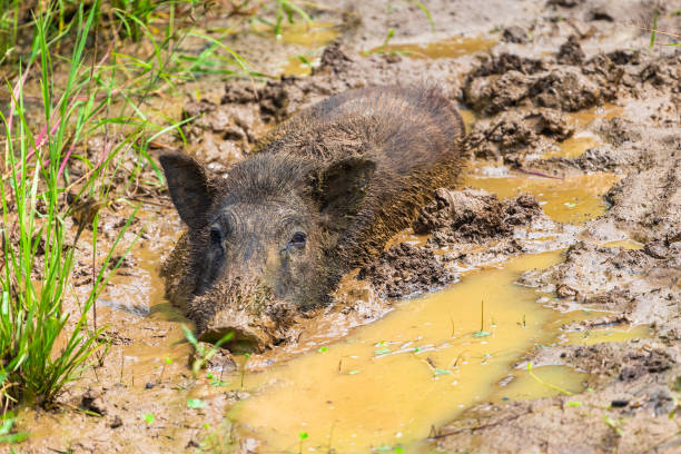 istock Wild boar. Yala National Park. Sri Lanka. 1131183900