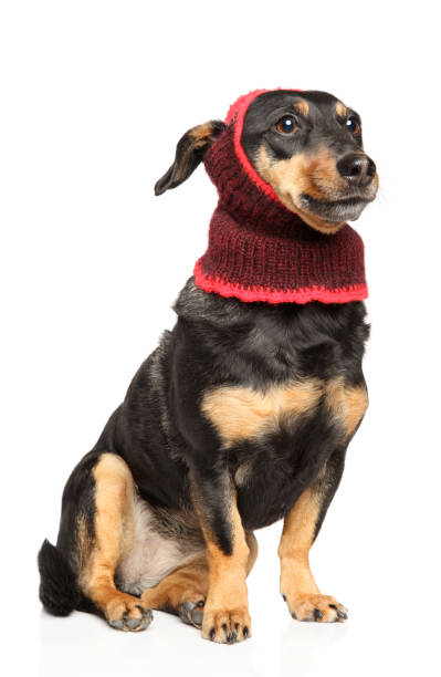 istock Latvian hound breed dog in winter clothes 1131185673