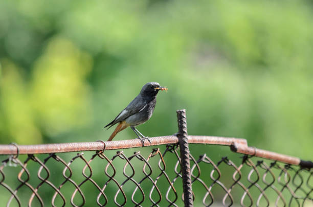 istock Black redstart (Phoenicurus ochruros), male. Also known as the blackstart or black redtail. 1131185686