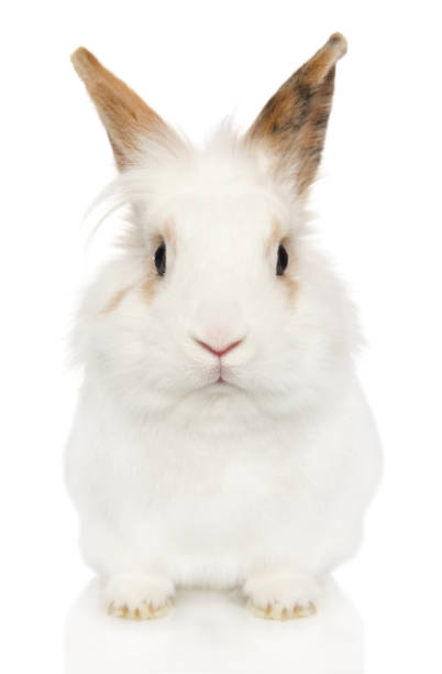 istock Portrait of a young Rabbit on a white background 1131185794