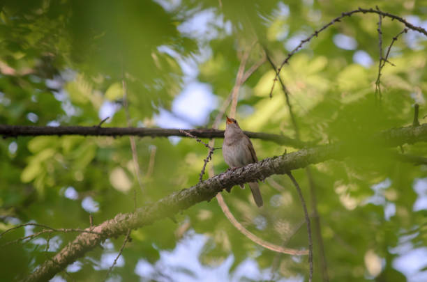 istock Thrush nightingale (Luscinia luscinia), also known as the sprosser. 1131185818