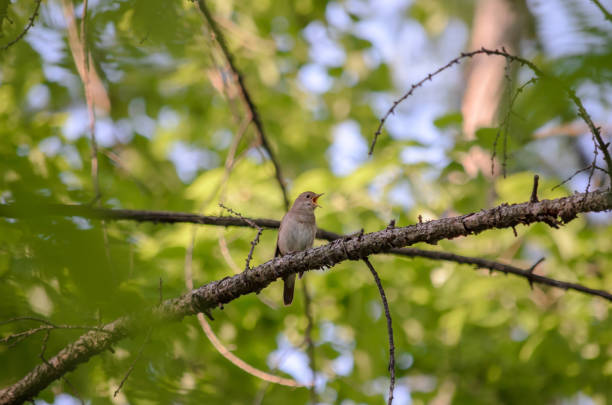 istock Thrush nightingale (Luscinia luscinia), also known as the sprosser. 1131185830