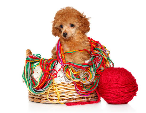 istock Red Toy Poodle puppy sits in wicker basket 1131186003