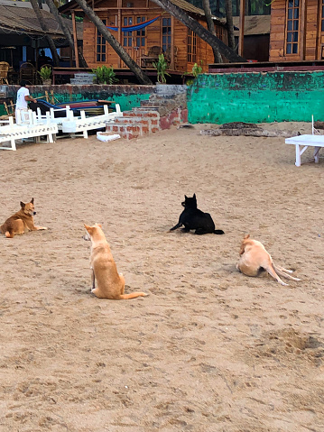 Wild dogs living on a beach in Goa that have been 'adopted' by the local bars and restaurants where the animals scavenge for food.