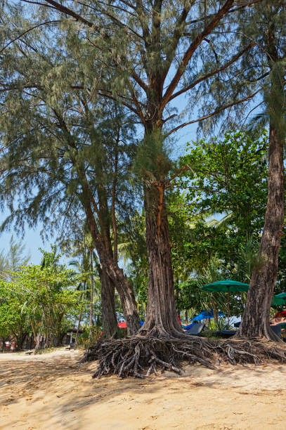 a tree on the beach with roots - uprooted vertical leaf root imagens e fotografias de stock