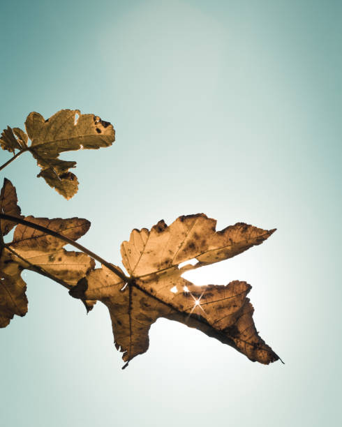 istock Leaf in the Autumn Sun 1131187160