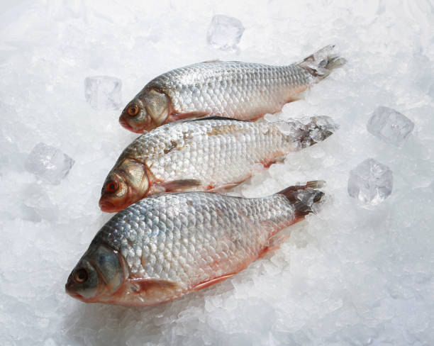 istock Fresh small fry on the ice. 1131188106