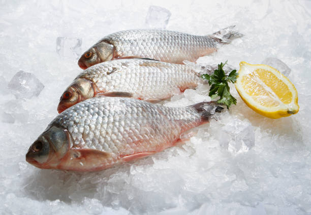 istock Fresh small fry on the ice. 1131188112